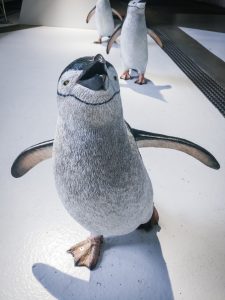 Penguins in CosmoCaixa